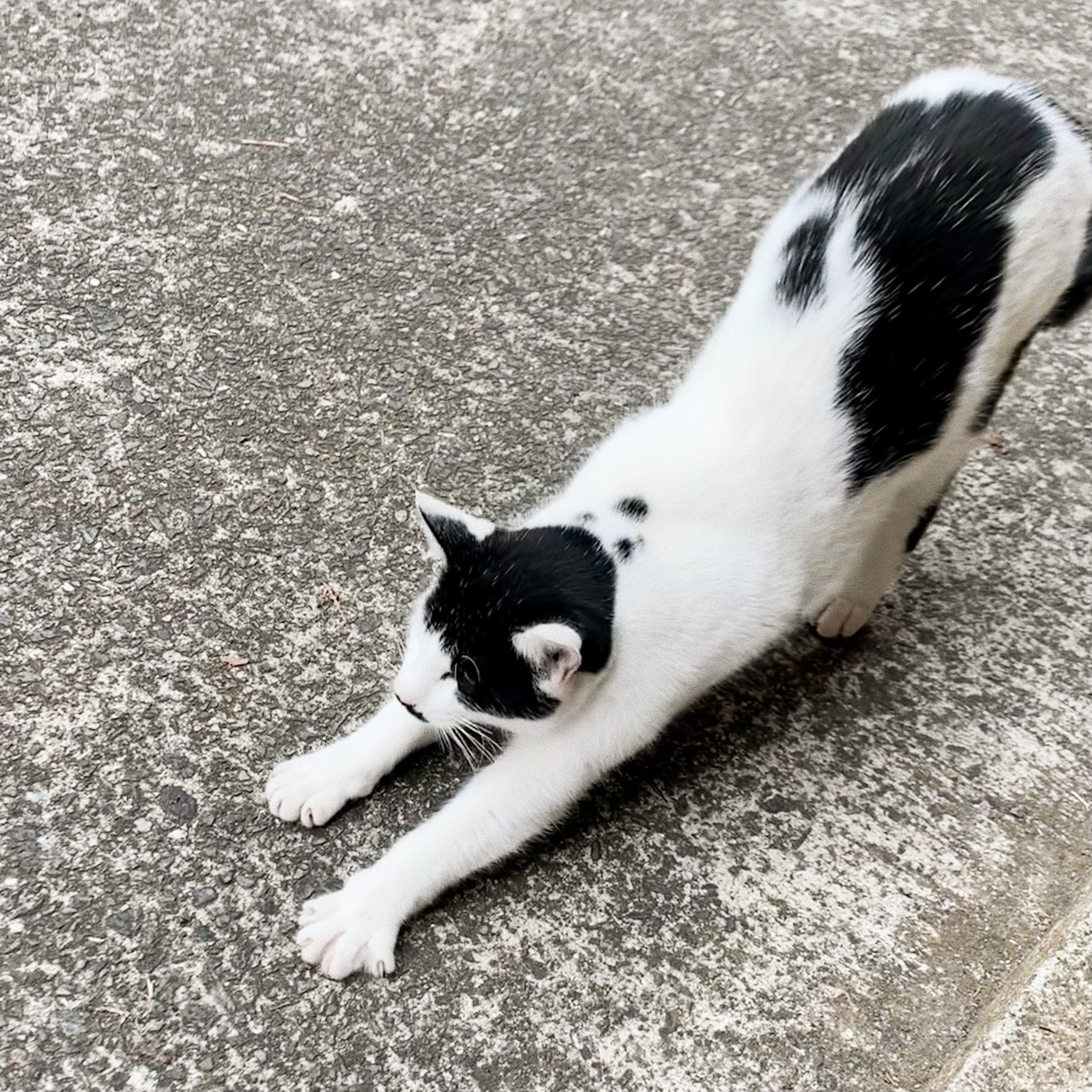 やんす子